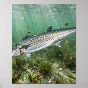 Florida Man King Mackerel Kingfish Küstenfischerei Poster