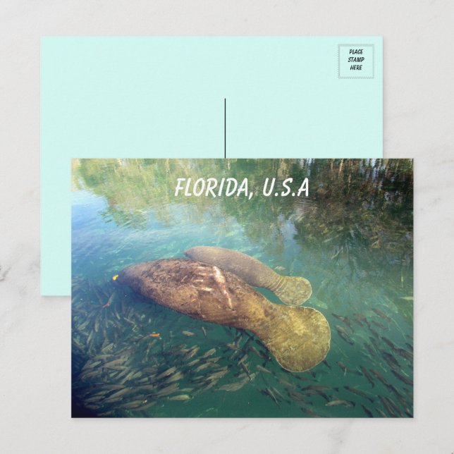 Florida Manatee und Baby Postkarte (Vorne/Hinten)