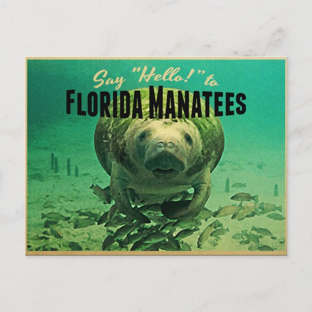 Florida Manatees Postkarte (Vorderseite)