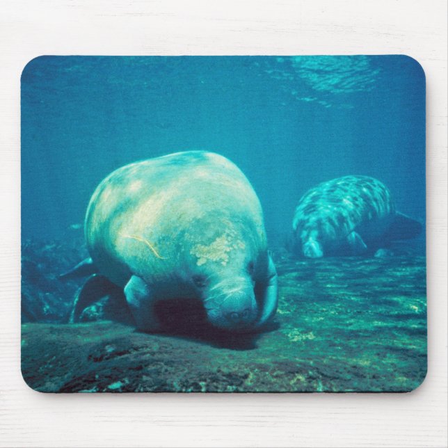 Florida-Manatis Mousepad (Vorne)