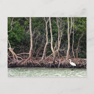 Florida Mangroves Postkarte