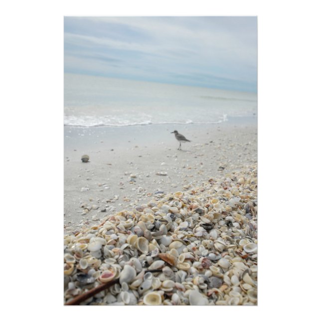 Florida Muscheln am Strand Fotodruck (Vorne)