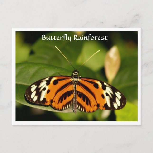 Florida Museum Schmetterling Regenwald Postkarte (Vorderseite)