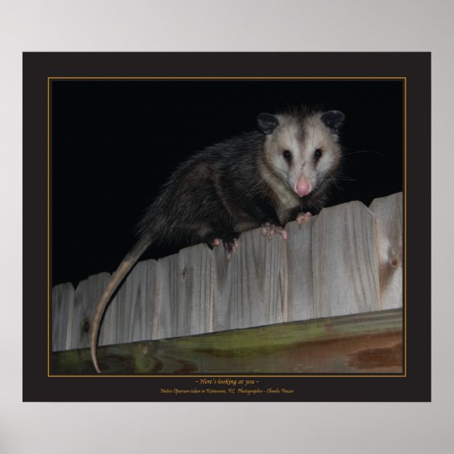 Florida Opossum Poster (Vorne)