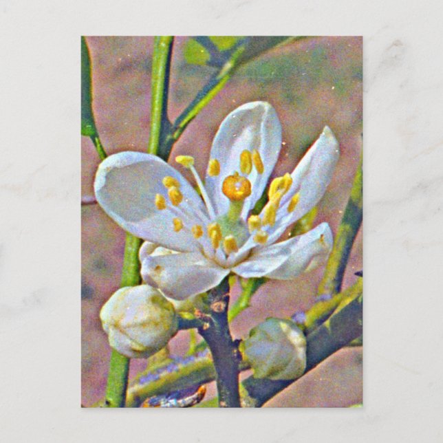 Florida Orange Blossom Postkarte (Vorderseite)