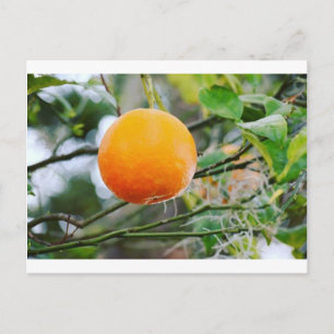 Florida Orange Postkarte