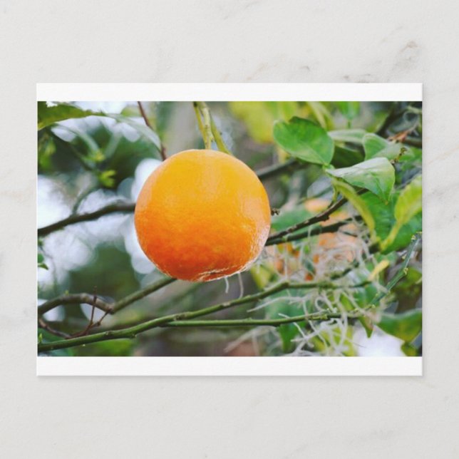 Florida Orange Postkarte (Vorderseite)