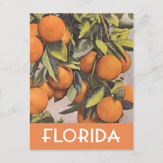 Florida-Orangen, Vintage Abbildung Postkarte (Vorderseite)