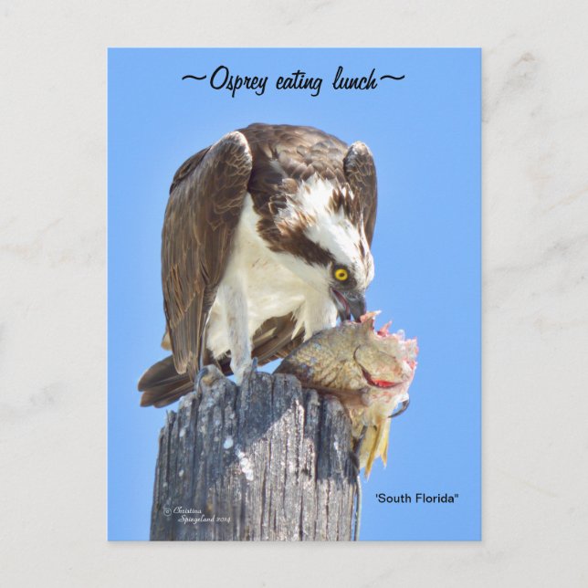 Florida Osprey hawk manger poisson Carte postale (Devant)
