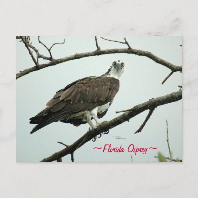 Florida Osprey Postcard Postkarte (Vorderseite)