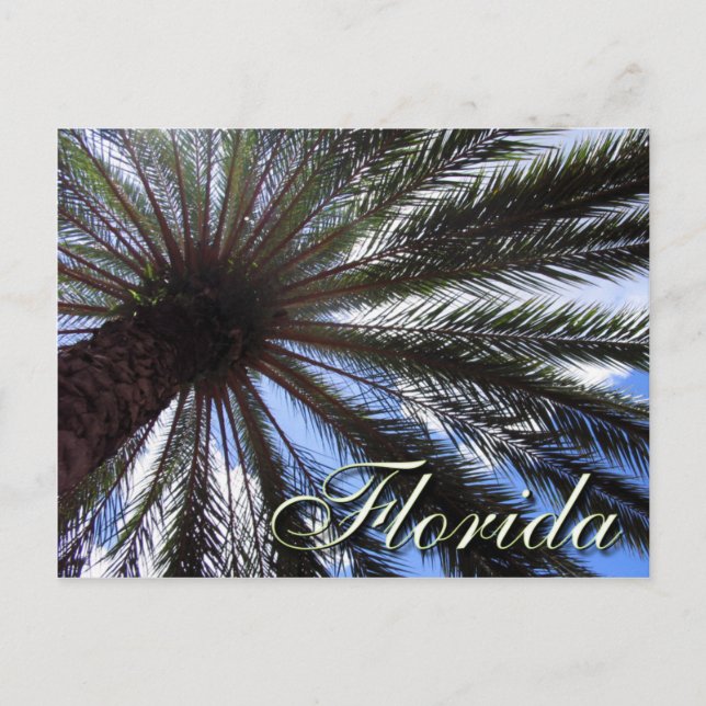 Florida Palm Postkarte (Vorderseite)