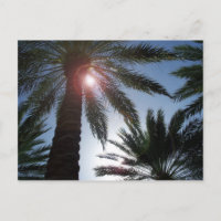 Florida Palm Trees in der Sun Post Karte
