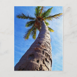 Florida-Palme Postkarte