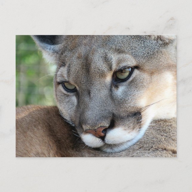 Florida Panther - Apprentissage Carte Postale (Devant)