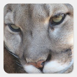 Florida-Panther-Aufkleber (4071) Quadratischer Aufkleber