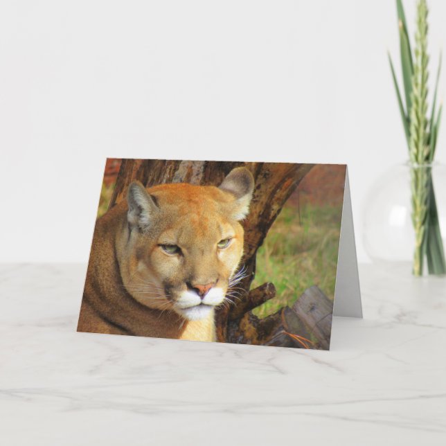Florida Panther / Cougar Grußkarte Karte (Vorderseite)
