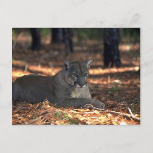 Florida """"Panther""" (Cougar) liegen Postkarte