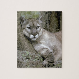 Florida-Panther, Felis concolor coryi,