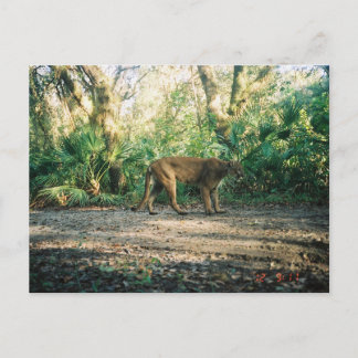 Florida-Panther im Wald Postkarte