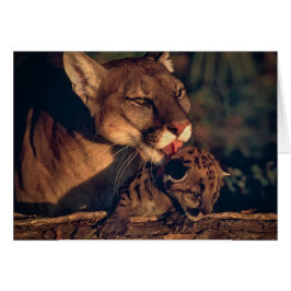 Florida Panther Licking Cub