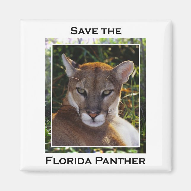 Florida Panther Magnet (Vorne)