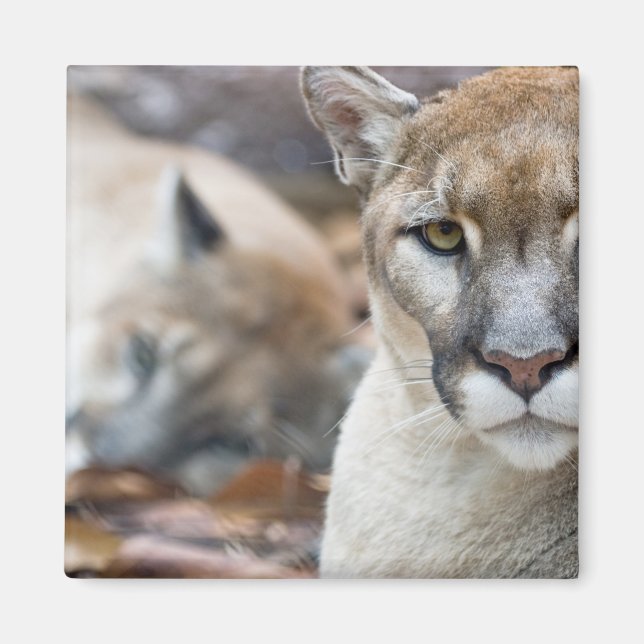 Florida Panther Magnet (Vorne)