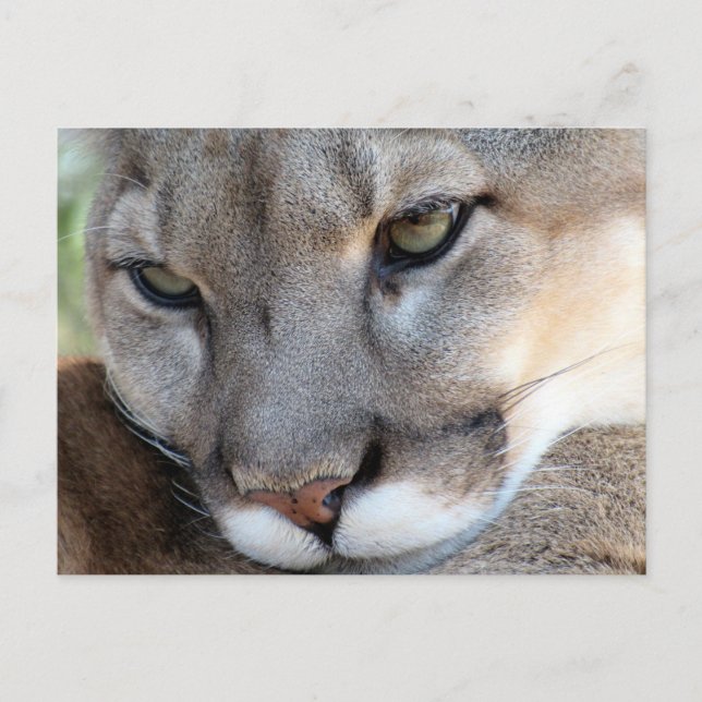 Florida Panther Postcard (4071) Postkarte (Vorderseite)