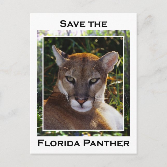 Florida Panther Postkarte (Vorderseite)