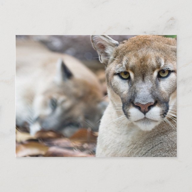 Florida Panther Postkarte (Vorderseite)