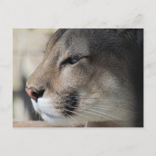 Florida Panther Postkarte