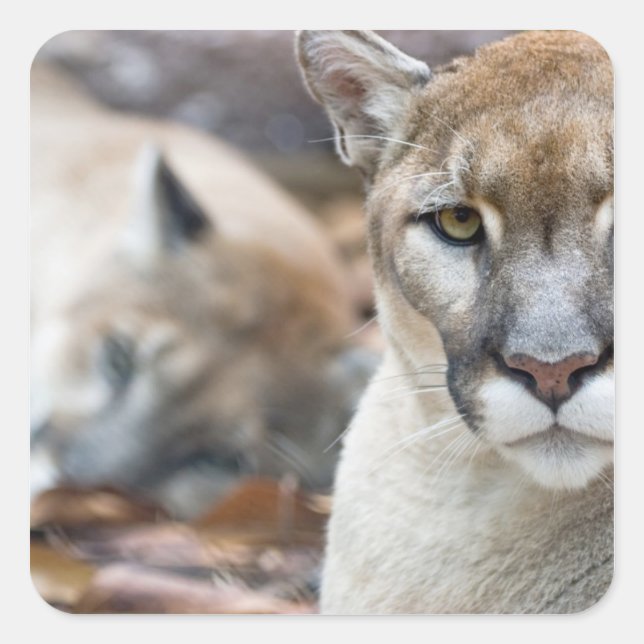 Florida Panther Quadratischer Aufkleber (Vorderseite)