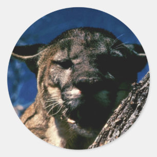 Florida Panther Runder Aufkleber
