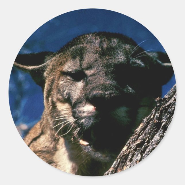 Florida Panther Runder Aufkleber (Vorderseite)
