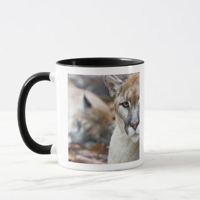 Florida Panther Tasse (Links)