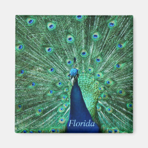 Florida Peacock Magnet Square