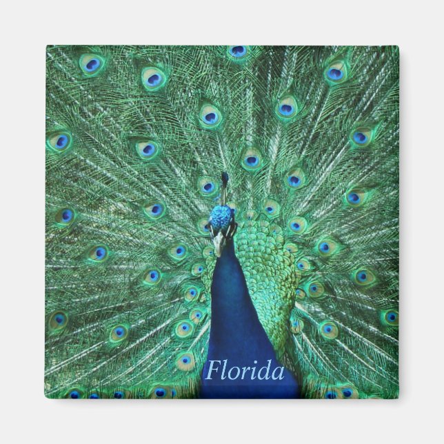 Florida Peacock Magnet Square (Vorne)