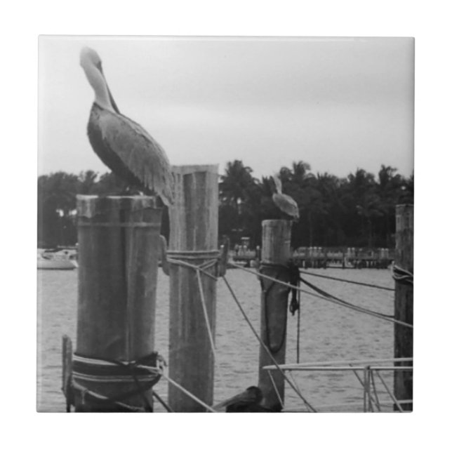 Florida, Pelican auf der Boatdockfliese Fliese (Vorderseite)