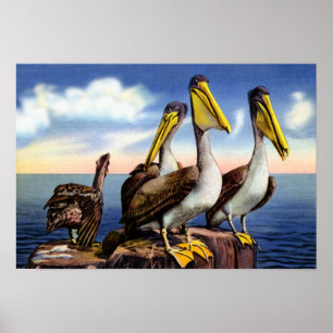 Florida Pelicans auf einem Holzpilz Poster