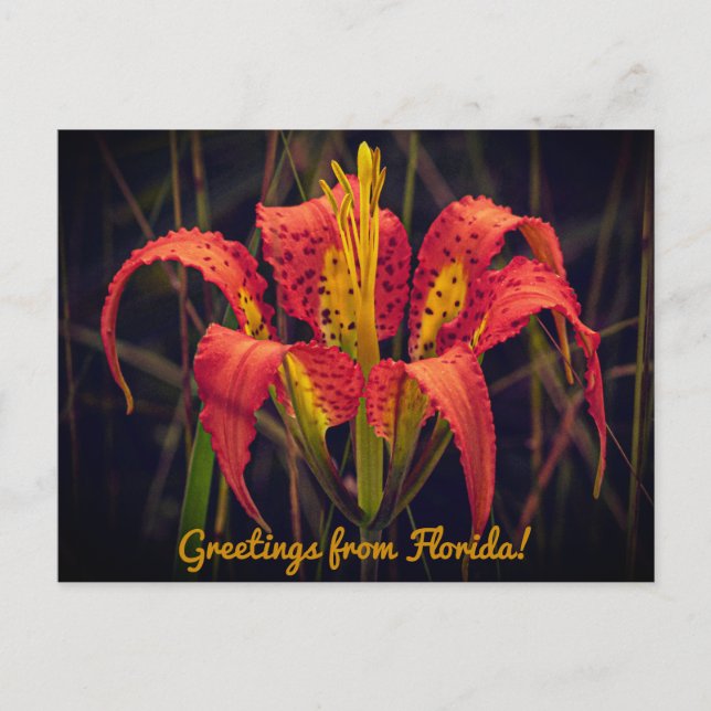 Florida Pine Lily Postcard Postkarte (Vorderseite)