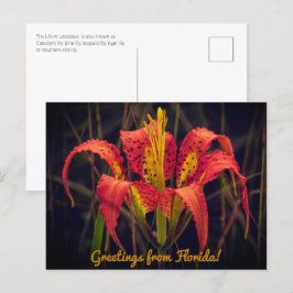 Florida Pine Lily Postcard Postkarte