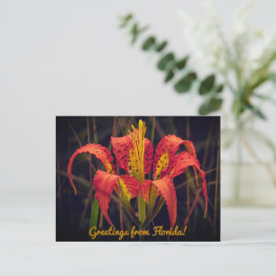 Florida Pine Lily Postcard Postkarte