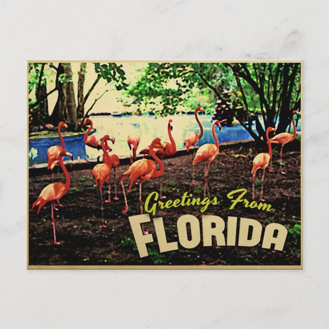Florida Pink Flamingos Postkarte (Vorderseite)
