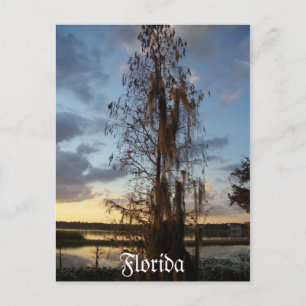 Florida Postcard Postkarte