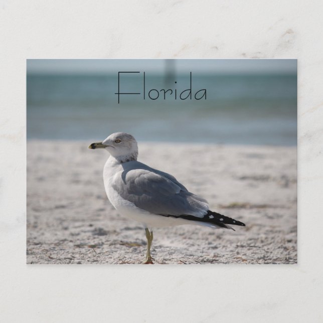 Florida Postkarte (Vorderseite)