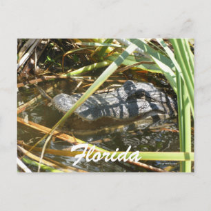 Florida Postkarte