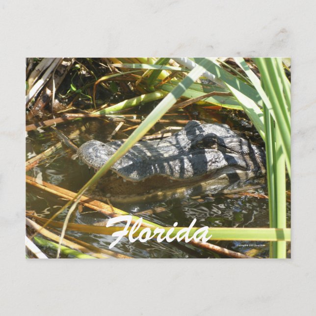 Florida Postkarte (Vorderseite)