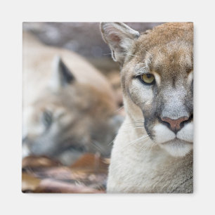 Florida-Puma Magnet