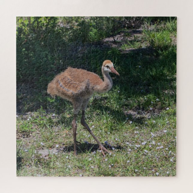 Florida Sandhill Crane Juvenile Baby Bird Picture (Horizontal)