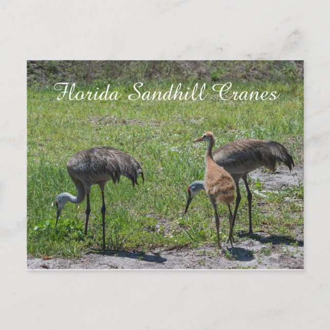Florida Sandhill Cranes Familienfotografie Postkarte (Vorderseite)