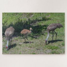 Florida Sandhill Cranes Familienfotos
